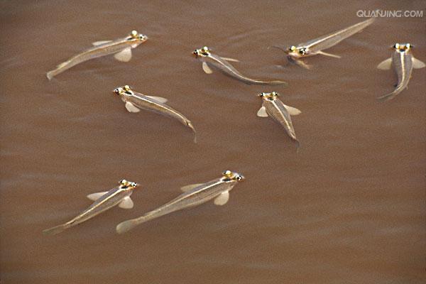  p>四眼鱼是一种生活在 a href="#" data-lemmaid="2219981">中美洲 