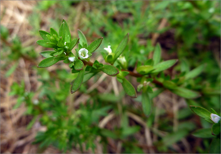  p>蚊母草是玄参科 a href="#" data-lemmaid="3279002">婆婆纳属 /a>