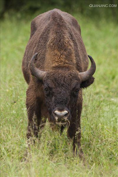 欧洲野牛(aurochs)
