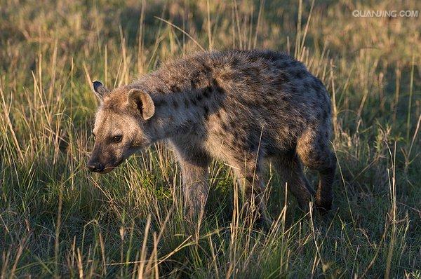 p>斑鬣狗(学名: i>crocuta crocuta /i>):又名斑点鬣狗,体长约95-160