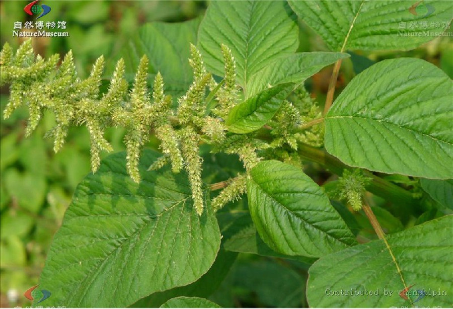  p>皱果苋(学名: i>amaranthus viridis  /i>l.