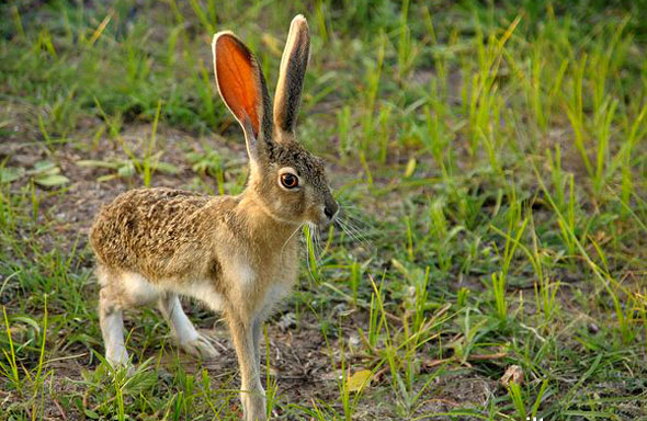 特旺特佩克地峡长耳大野兔