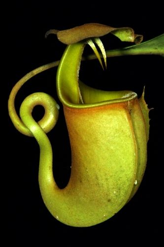 nepenthes bicalcarata