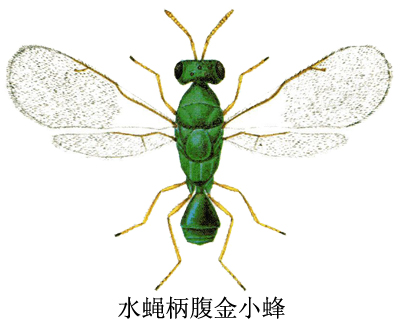  p>水蝇柄腹金小蜂,halticoptera sp.