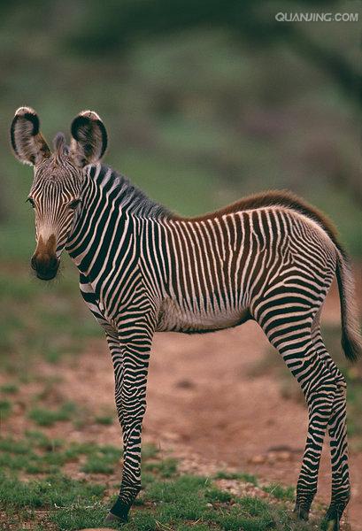 细纹斑马