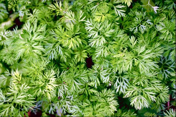 nakai)是菊科蒿属多年生 a href="#" data-lemmaid="541696">草 / 