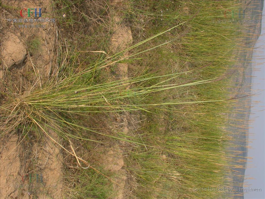 是禾本科,针茅属多年生密丛 a href="#" data-lemmaid="541696">草本