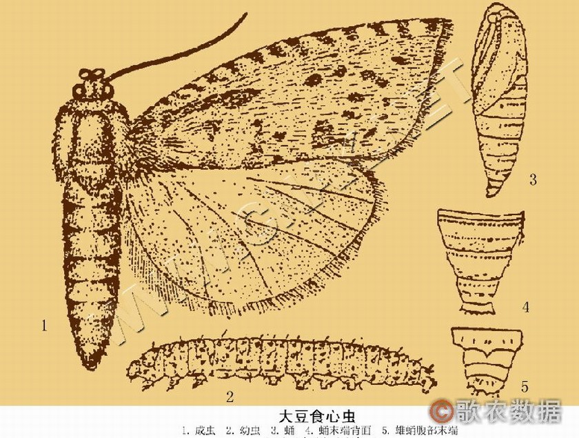 大豆食心虫