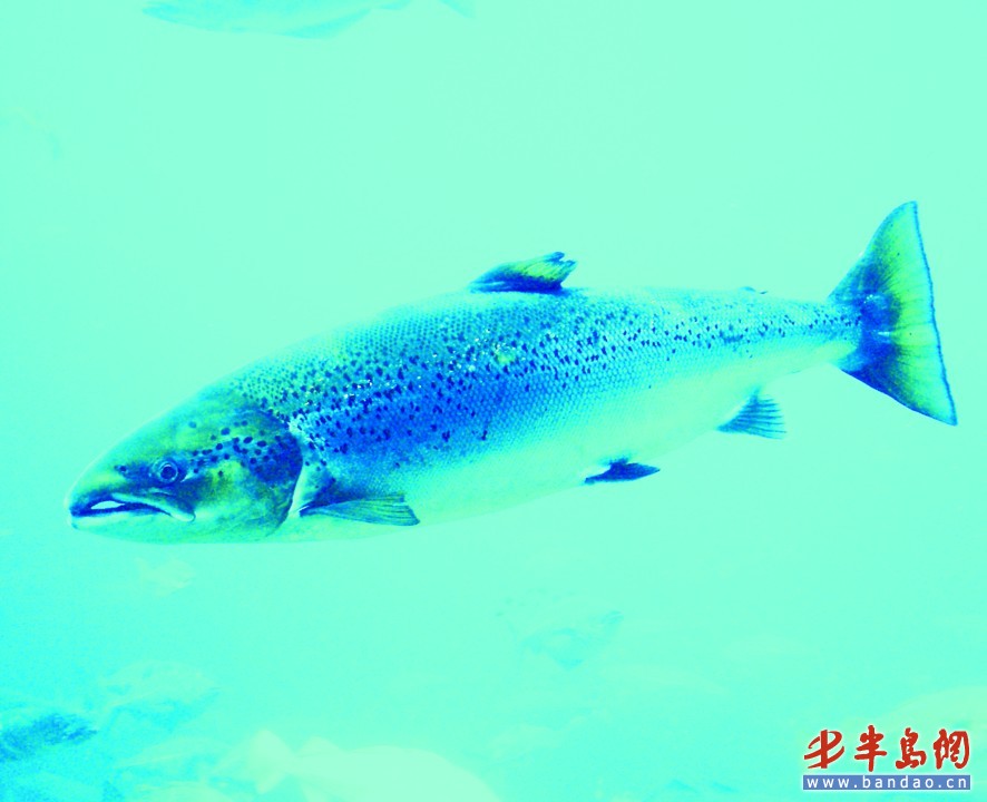 北极鲑鱼