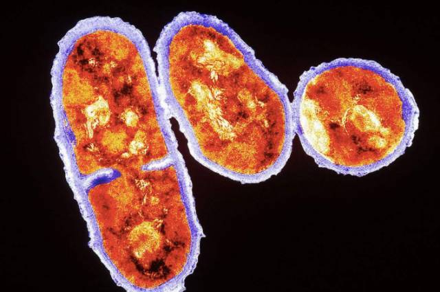  p>痤疮丙酸杆菌(学名 i>propionibacterium acnes /i>)是 a href="#"