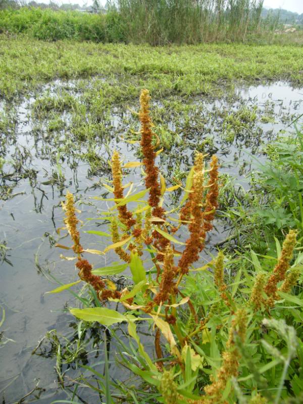  p>刺酸模(学名: i>rumex maritimus /i> l. sp. pl.