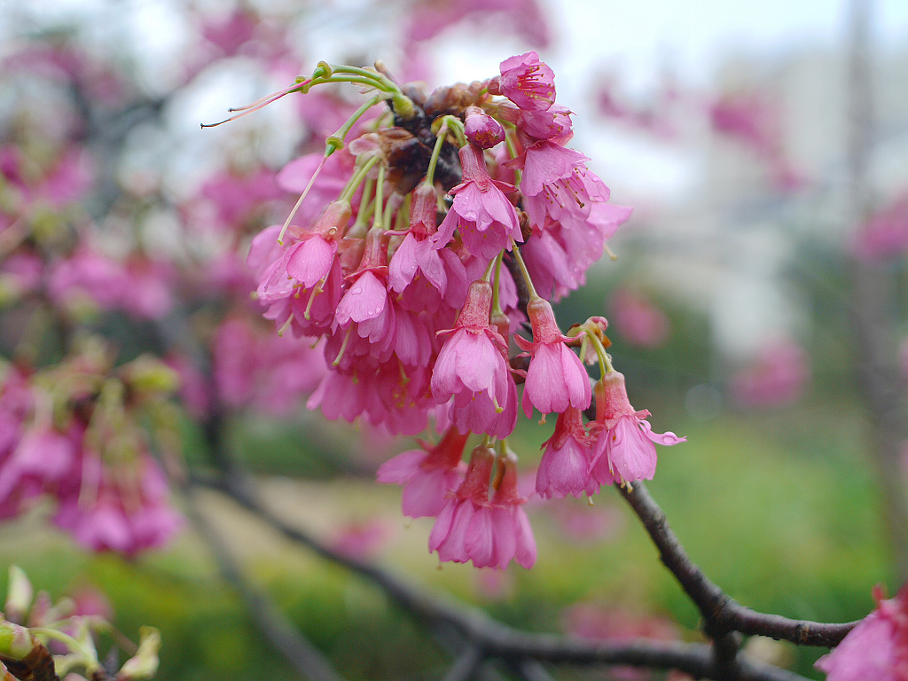 山樱花