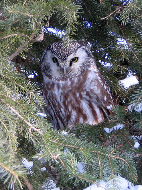  p>鬼鸮(学名: i>aegolius funereus /i>)是鸟纲鸱鸮科的鸟类, 全长23