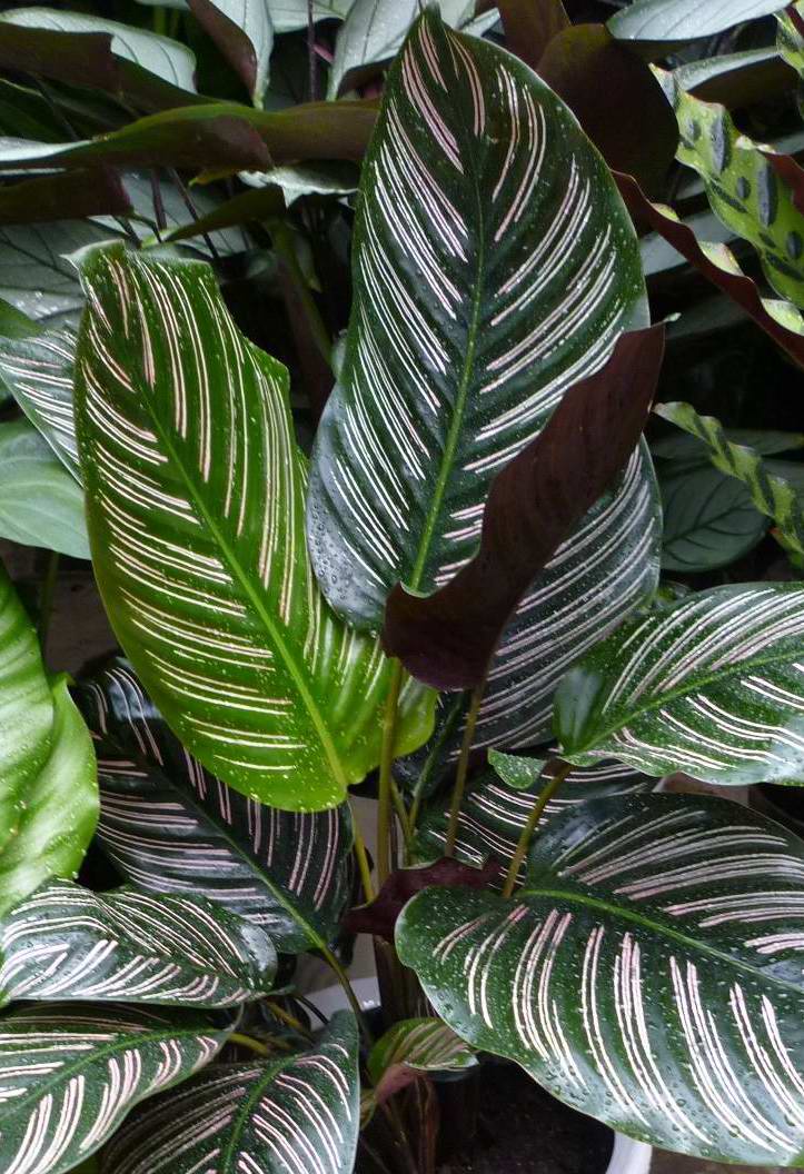  p>双线竹芋(学名: a> i>calathea sanderiana  /i>(sander) gentil 
