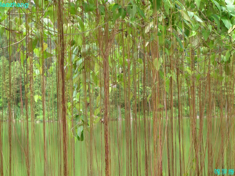  p>锦屏藤(学名: i>cissus sicyoides /i> l.