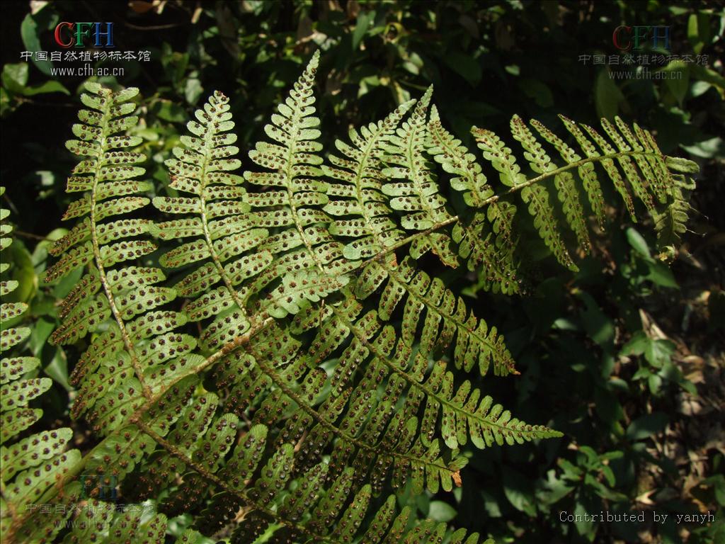 华南鳞毛蕨