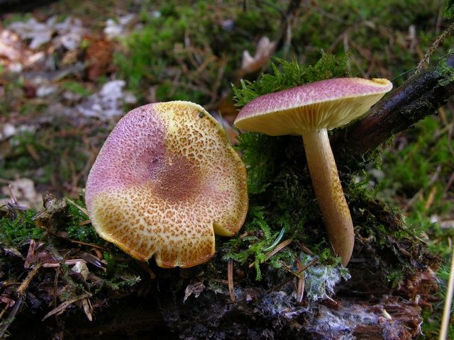  p>赭红拟口蘑 i>tricholomopsis rutilans /i>,子实体中等或较大.