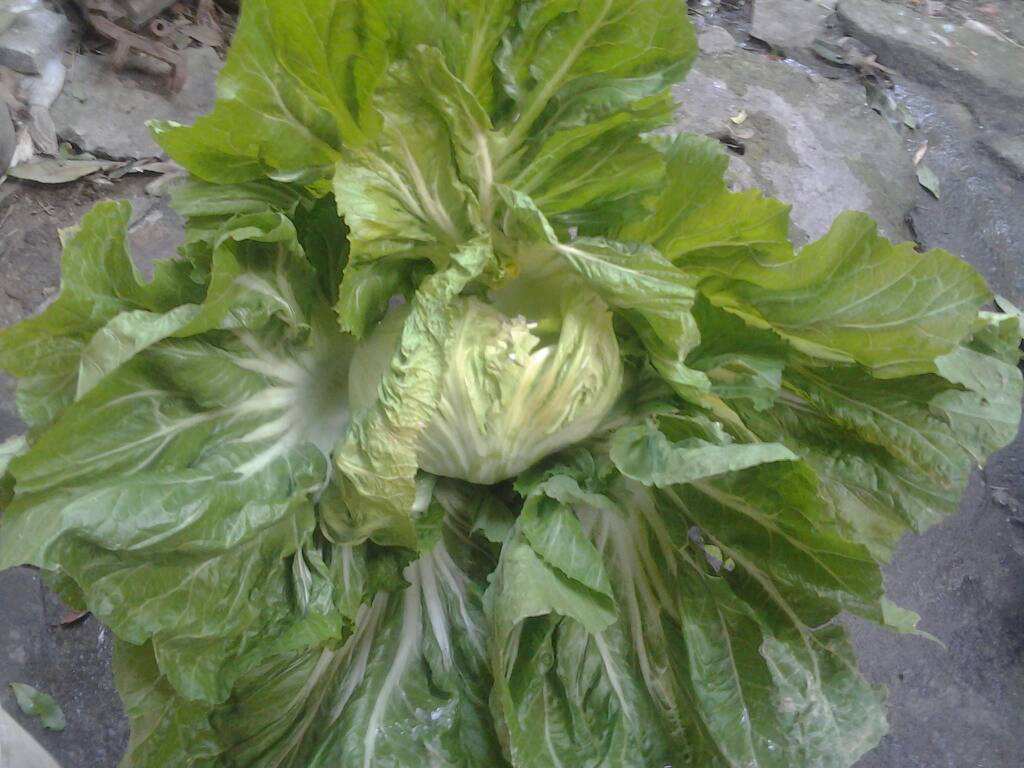 白沙11号早包心芥菜