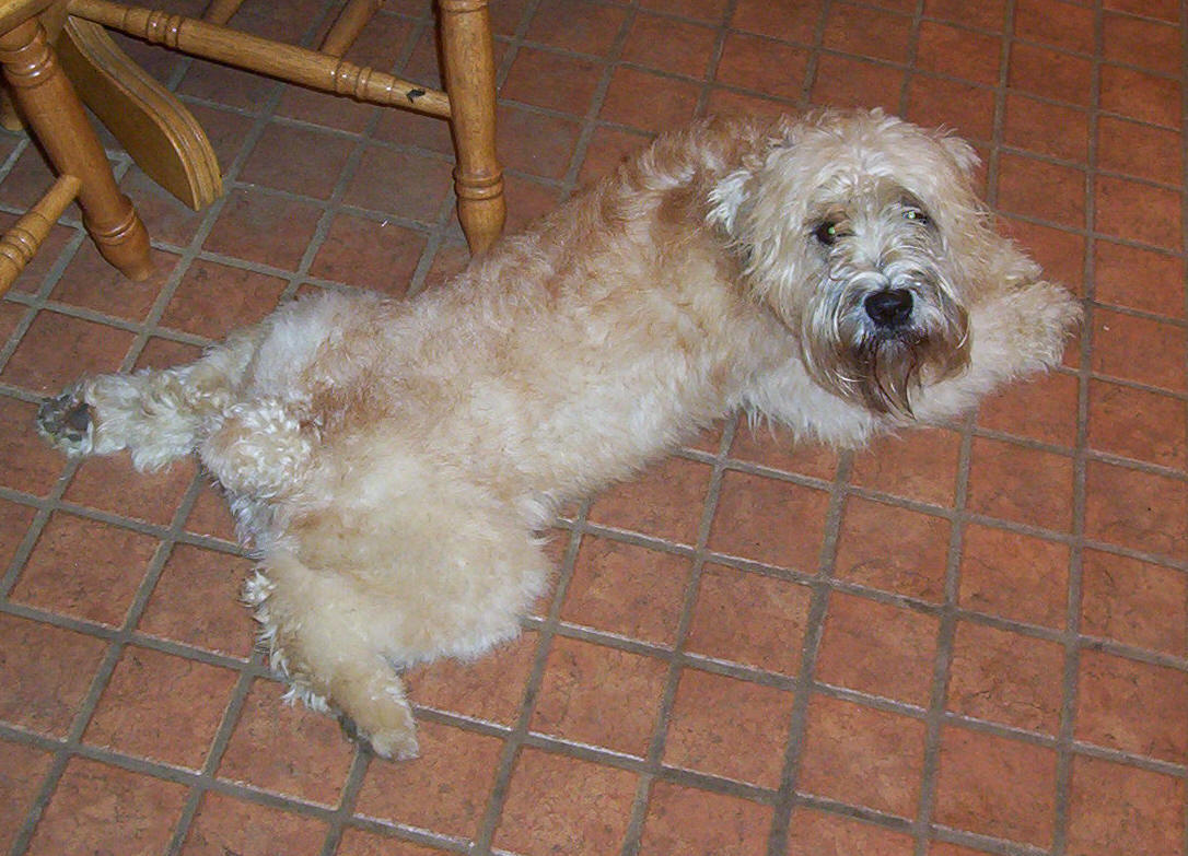 爱尔兰软毛梗是快乐,坚定的狗