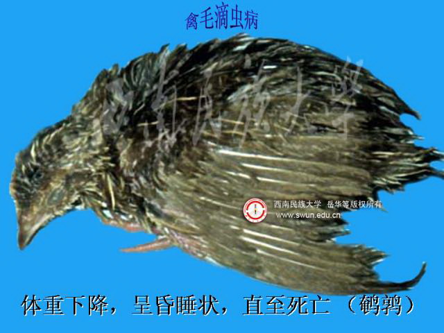禽毛滴虫病