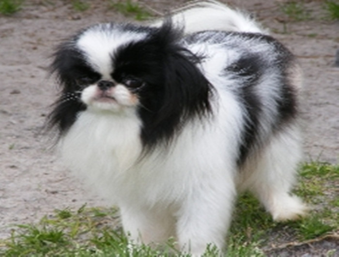  p>日本狆头大,宽且平.鼻子宽而且短.