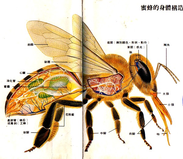 " data-ctrid="thmpjwjejl6o">工蜂 /span>是蜜蜂内部三个类型的一种