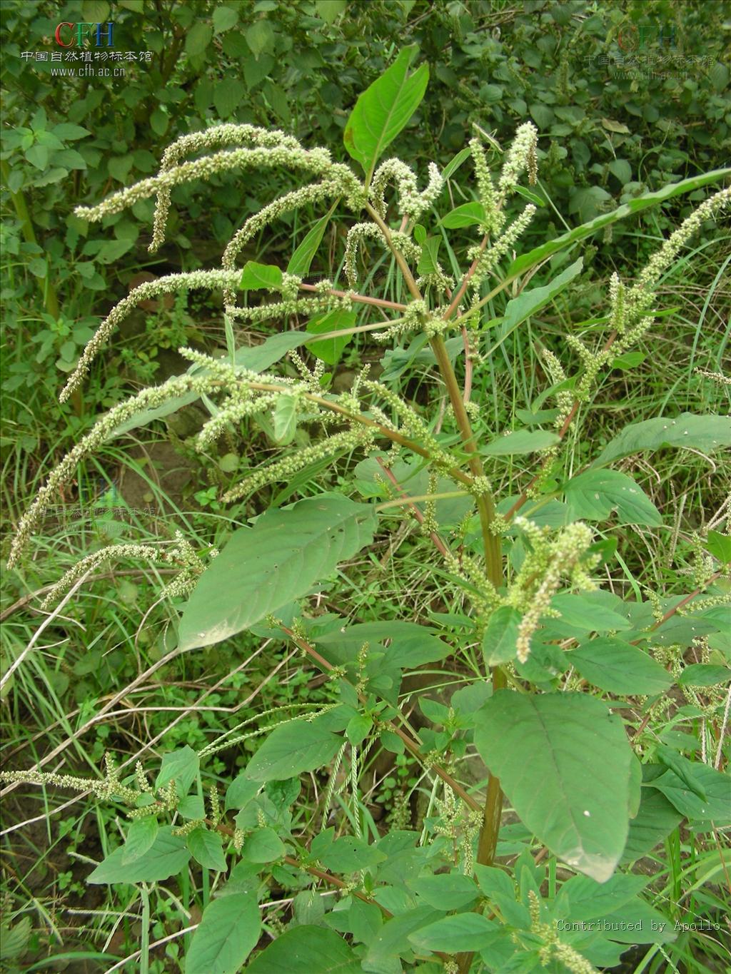 红苋菜,红菜,米苋等,为苋科以嫩茎叶供食用的一年生草本植物, 原产
