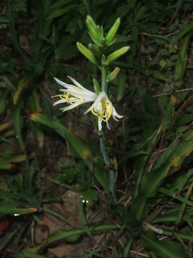  p>鹭鸶草属(学名:diuranthera hemsl.)是百合科下的一个属.