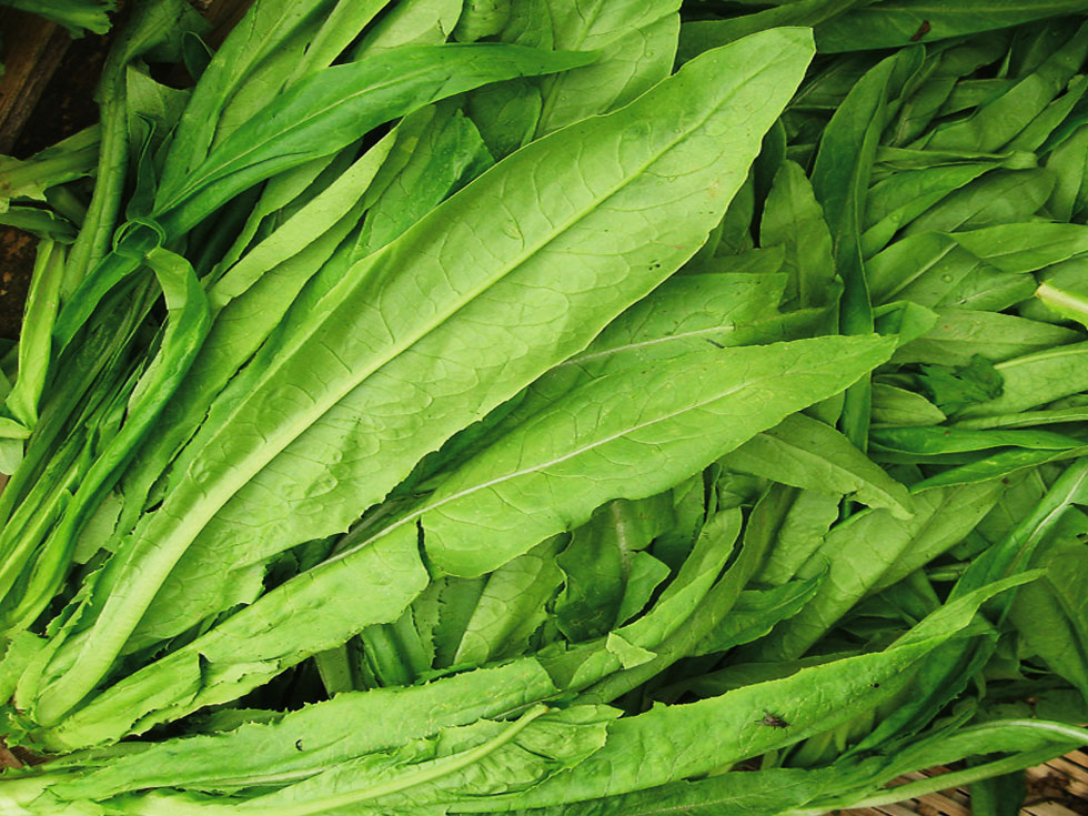 浅表性 a target="_blank" href="/item/直根系/6103808" data-lemma