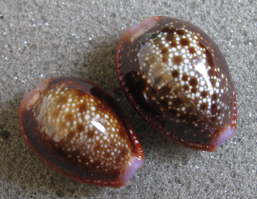  p>红花宝螺(学名:erosaria helvola helvola)是腹足纲宝螺科的 a