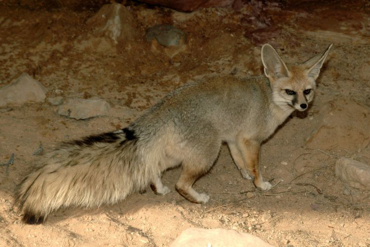 vulpes cana