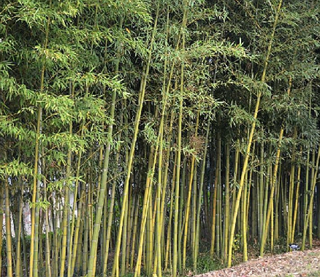  p>红壳雷竹(学名: i>phyllostachys incarnata /i> wen)是 a href="