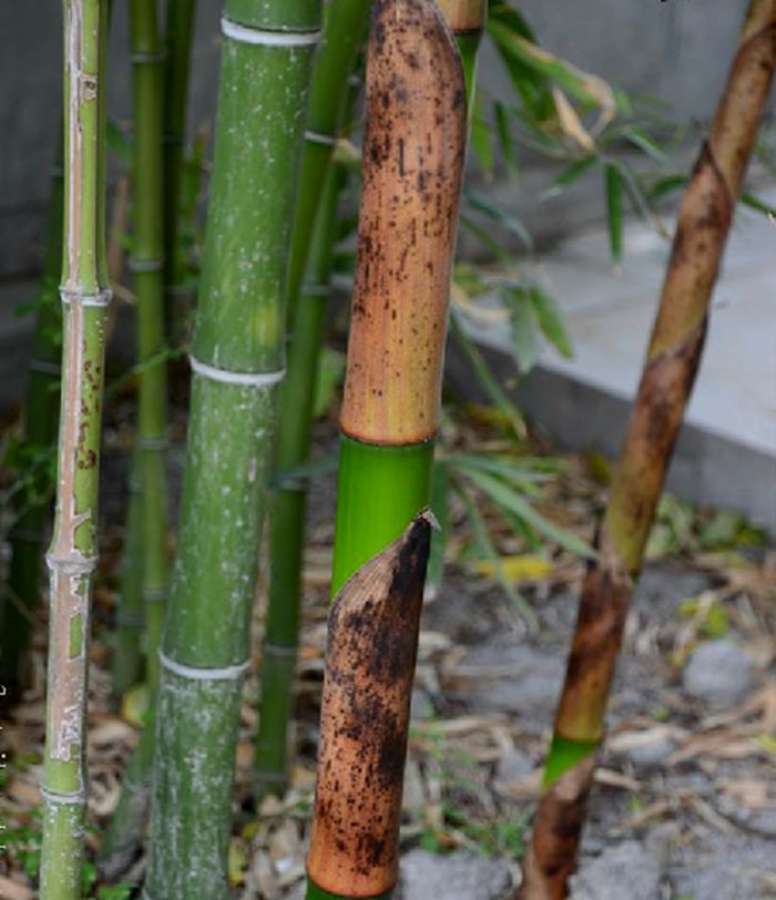  p>花哺鸡竹(学名: i>phyllostachys glabrata /i> s. y. chen et c.