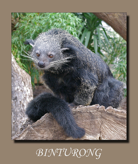  p>熊狸(学名: i>arctictis binturong /i>)别名熊灵猫,为灵猫科下的