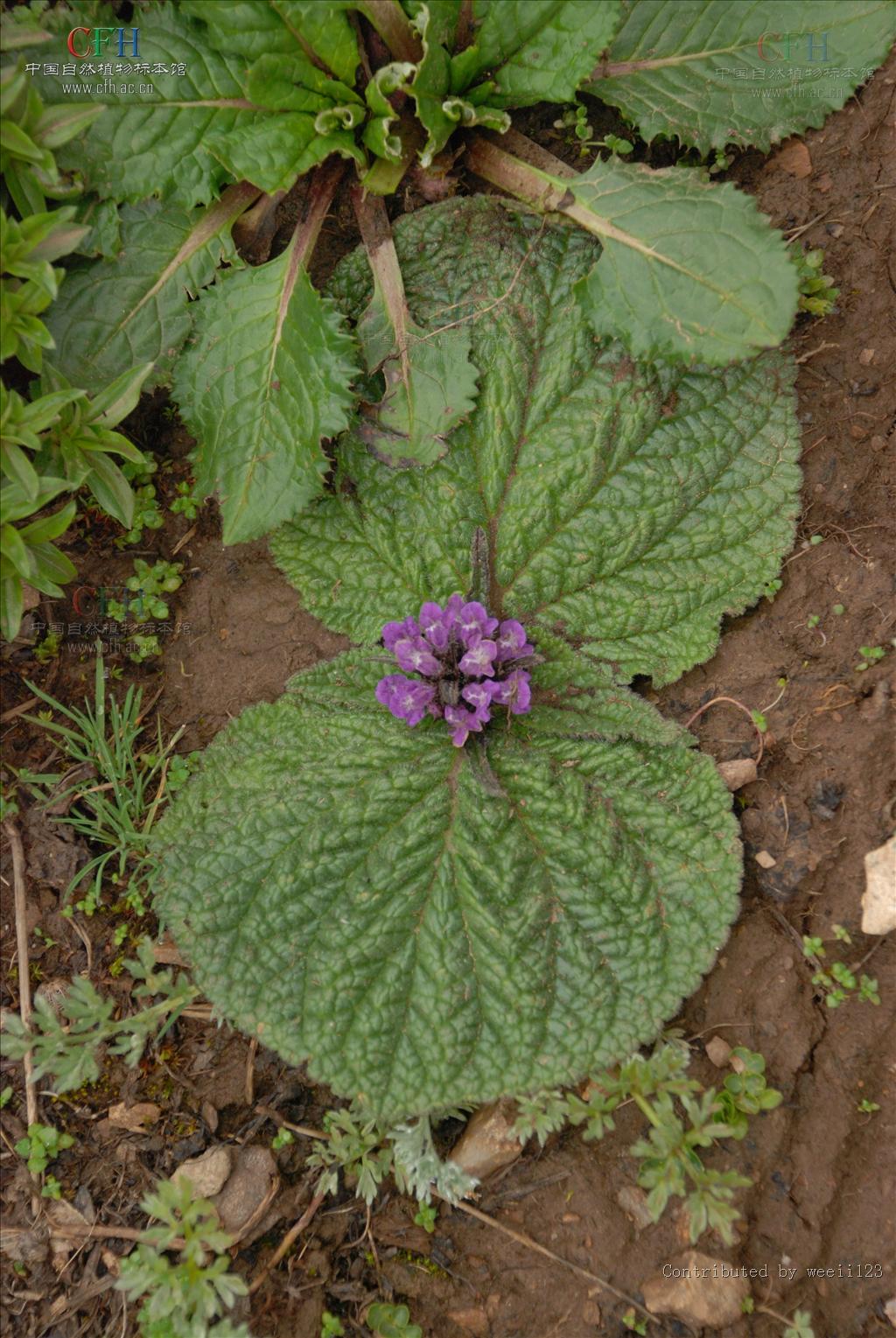  p>独一味属(学名:lamiophlomis kudo)是 a target="_blank" href="