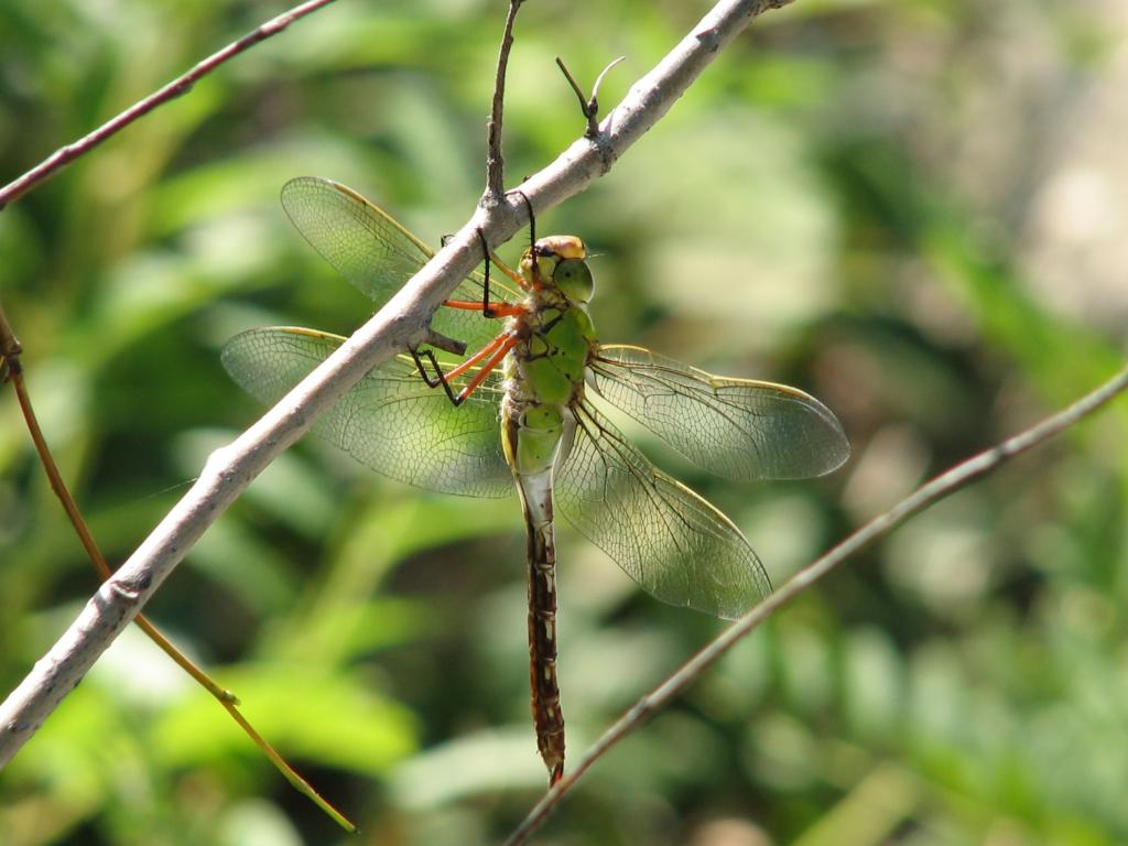 anax parthenope julius brauer insect