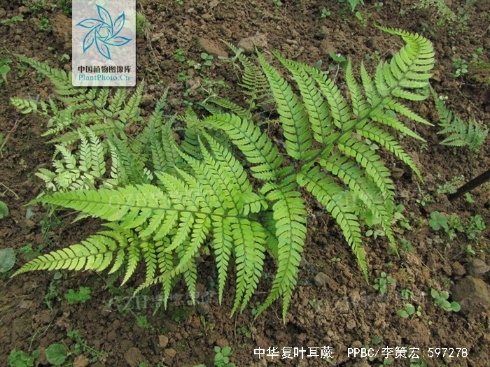  p>中华复叶耳蕨(学名: i>arachniodes chinensis /i> (rosenst.