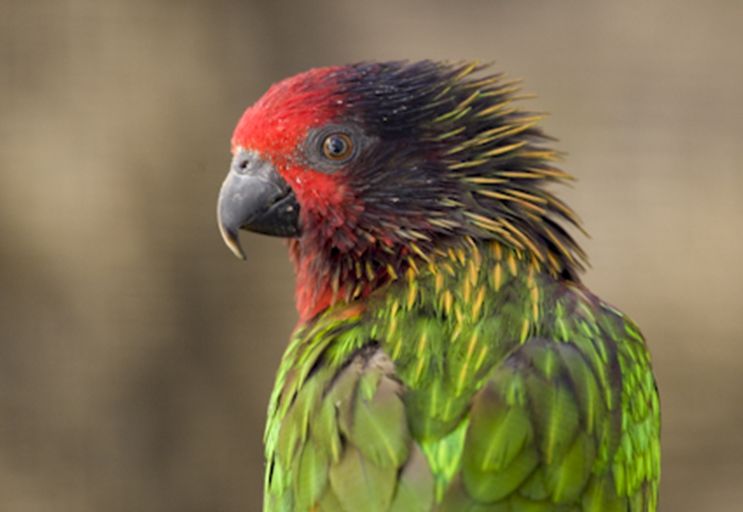  p>黄纹绿吸蜜鹦鹉(学名: i>chalcopsitta sintillata /i>)羽色鲜艳