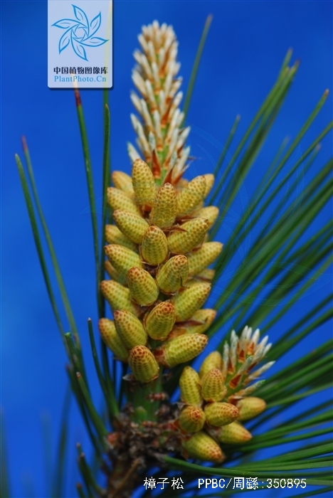 pinus sylvestnis var