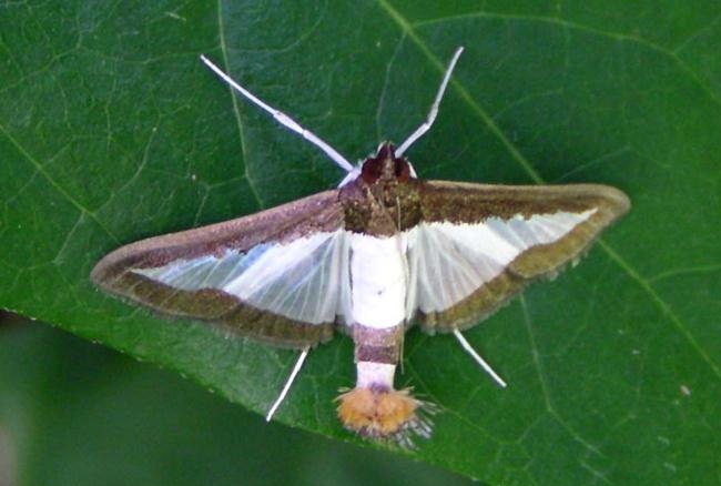  /i>(saunders),为鳞翅目 a href="#">螟蛾科 /a>绢野螟属的一种昆虫