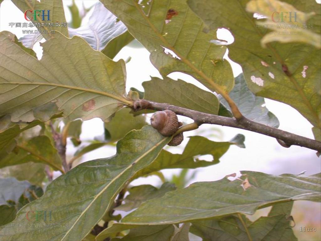  p>槲栎(拉丁学名: i>quercus aliena  /i>bl.