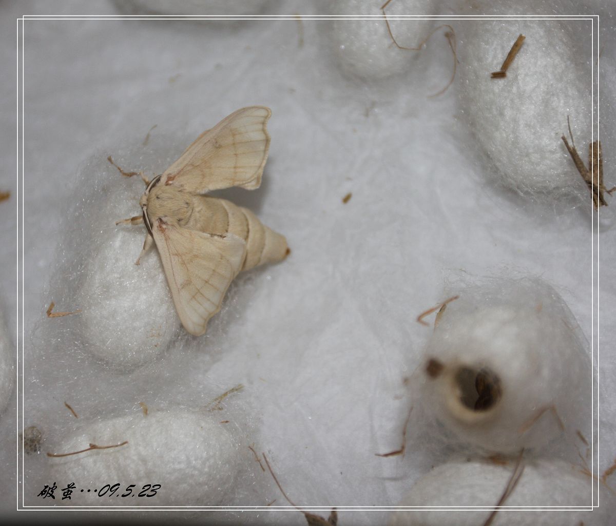  p>蚕蛾的形状像蝴蝶,全身披着白色鳞毛,但由于两对翅较小,已失去飞翔