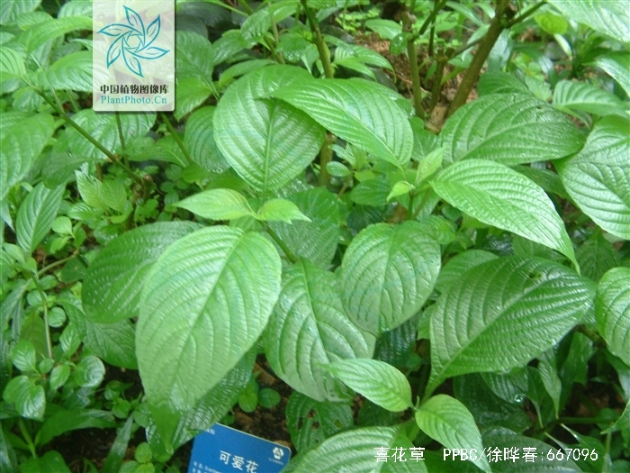 喜花草
