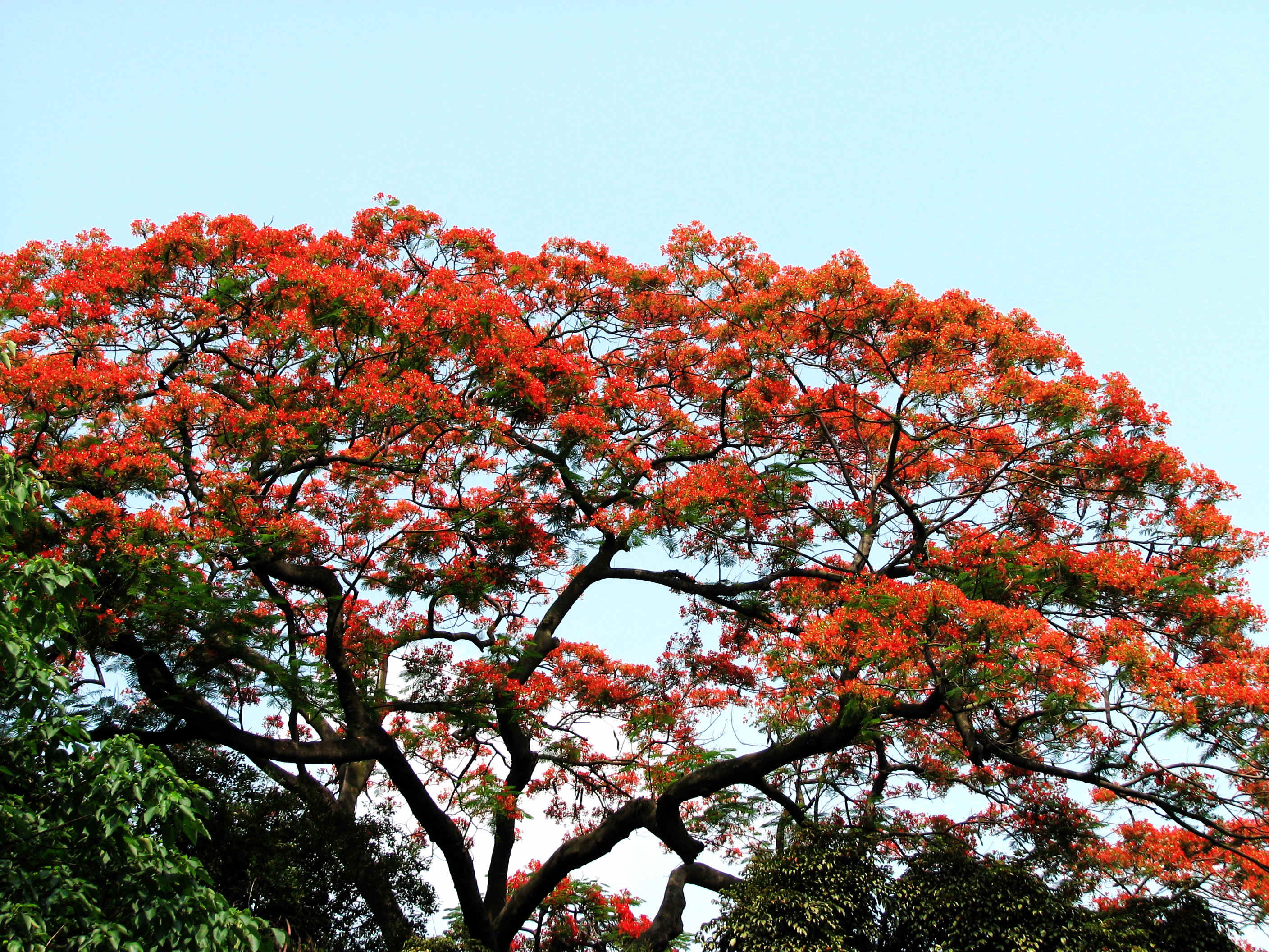  p>凤凰木(delonix regia),取名于"叶如飞凰之羽,花若丹凤之冠",别名