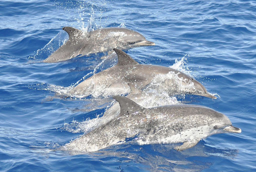 stenella frontalis