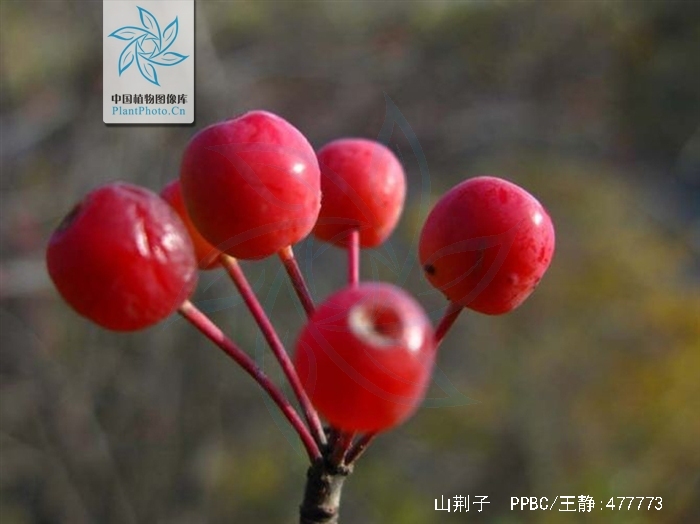  p>山荆子(学名: i>malus baccata  /i>(l.) borkh.