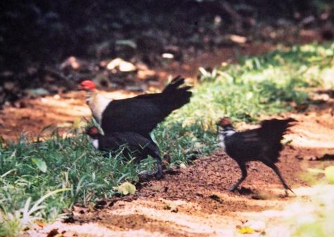  p>白胸黑珠鸡(学名: i>agelastes meleagrides /i>):体型中等,走禽