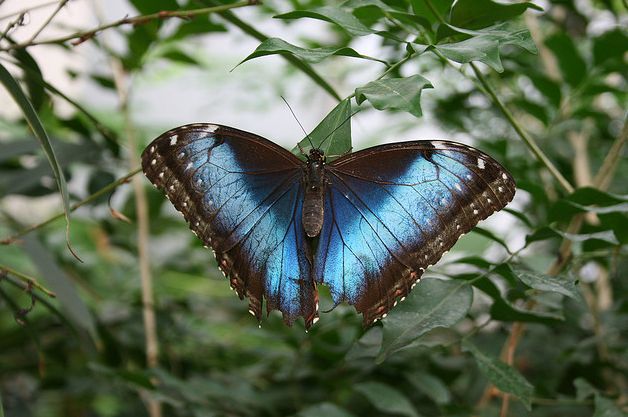  p> a href="#">黑框蓝闪蝶 /a>,morpho peleides (kollar, 1850),鳞
