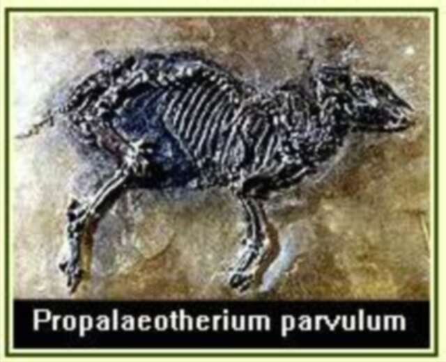  p>原古马是一属早期的奇蹄目,是马的祖先.