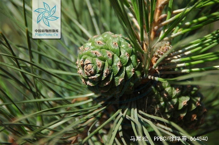 pinus massoniana lamb.